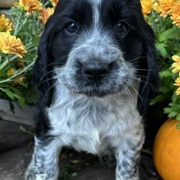 English Springer Spaniels from Osborne Rocky Ridge Farms