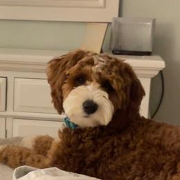 Ruby - Goldendoodle
