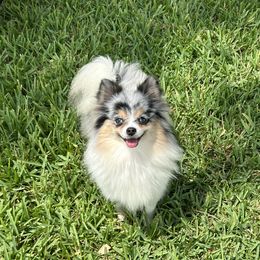 Dallas - Pomeranian