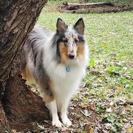 Collie All Grown Up from Grace Mountain Collies