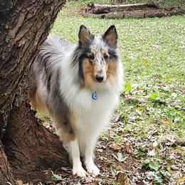 Collie All Grown Up from Grace Mountain Collies