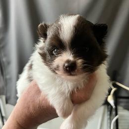 Bunny Girl 2 - Chocolate parti female Pomeranian puppy in Maplefalls, Washington from Snow peak poms