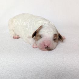 Belle - Blenheim female Cavapoo puppy in Amboy, Indiana from Wag'in Tails