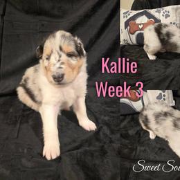 Kallie - Blue merle female Collie puppy in Kingsport, Tennessee from Sweet Southern Collies