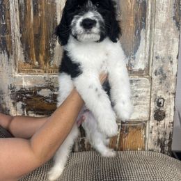 Asiago - Parti male Goldendoodle puppy in Rose Hill, North Carolina from Red Door Canines