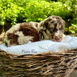 Prairie Rose - Merle female Bernedoodle puppy in Thornville, Ohio from Four Front Doodles & Friends