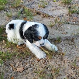 Cocker Spaniels from Claire's Cockers
