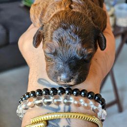 Poodle Puppies from Sankofa Kennel Club