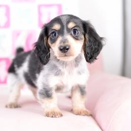 Ryken -- FULL AKC cream - Piebald male Dachshund puppy in Neosho, Missouri from A Walk In The Park