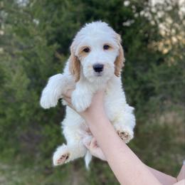 Spruce - Parti male Goldendoodle puppy in Stanford, Kentucky from Holloway Goldendoodles
