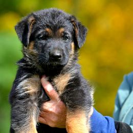 German Shepherd Puppies from Haus Morrisson German Shepherds