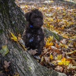 Rusty - Liver male Miniature Schnauzer puppy in Dickson, Tennessee from Surely Blessed Mini Schnauzers