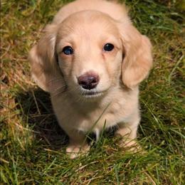 Judy Blue Eyes - Cream female Dachshund puppy in Medina, Ohio from English Cream Dream Dachshunds