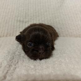 Sunny - Chocolate male Shih Tzu puppy in Manahawkin, New Jersey from Lilly’s Seashore Shih Tzus