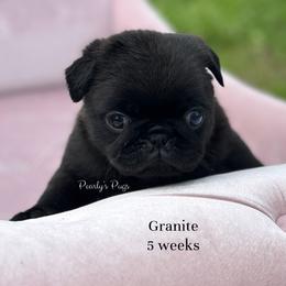 Granite - Black male Pug puppy in Summerville, Georgia from Pearly’s Pugs & Pollywog Poodles