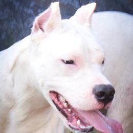 Artemis Girl 1-pink collar - White female Dogo Argentino puppy in San Diego, California from Debonair Dogos