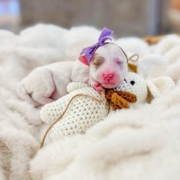 Coconut - Parti female Goldendoodle puppy in Sulphur, Louisiana from Curly Q’s Of Carlyss