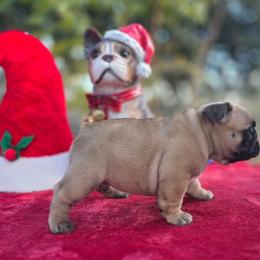 Blue collar boy Tonka - Fawn male French Bulldog puppy in Polk City, Florida from Best Friend Frenchies, LLC