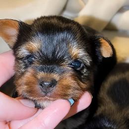 Maple Mae AKC - Black and tan female Yorkshire Terrier puppy in Hope, Indiana from DJ Yorkies
