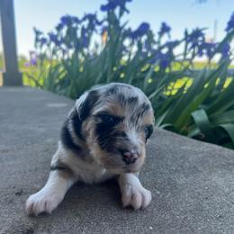 Joe - Blue merle male Miniature Australian Shepherd puppy in Bethany, Illinois from Rachel at Marrowbone Creek Aussies