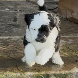Crescent - Black and white female Sheepadoodle puppy in Roseburg, Oregon from Sharon’s Sheepadoodle’s