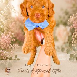 Ivy - Red  female Goldendoodle puppy in Atlanta, Georgia from Teddy Puppies