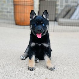 Pomsky Puppies from Ponderosa Pomskies