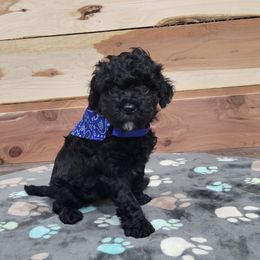 Dean - Black male Cavapoo puppy in Missouri from KDK Missouri Miniature Poodles