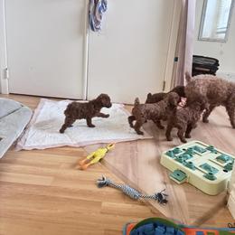 Poodle All Grown Up from Teddy toy poodle house