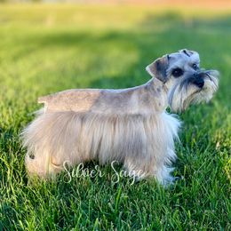Jazz - Miniature Schnauzer
