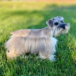 Jazz - Miniature Schnauzer