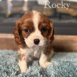 Cavalier King Charles Spaniel Puppies from The Cozy Cavaliers