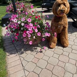 Assorted Doodle Crosses, Bernedoodle, Goldendoodle, and Labradoodle All Grown Up from Erica’s Doodles