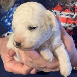 Lilly - Parti female Goldendoodle puppy in Haddam, Kansas from Golden B Acres
