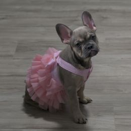 Rita Repulsa - Tricolors female French Bulldog puppy in Austin, Texas from ourfrenchies2yours