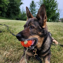Hope - German Shepherd