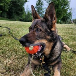Hope - German Shepherd