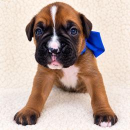 Dice - Fawn male Boxer puppy in Murrieta, California from Boxerpupziesrock