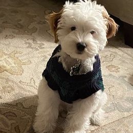 Goldendoodle Puppies from Red Barn Mission Farm