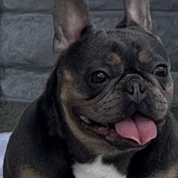 French Bulldogs from Haus of Pawz