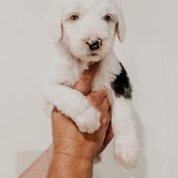 Sheepadoodle Puppies from DOODCompany
