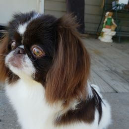 Rose'aLee - Pekingese