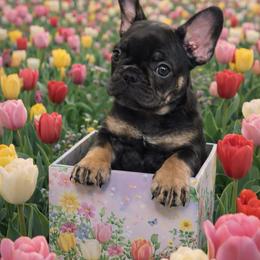Katie Blu - Blue fawn female French Bulldog puppy in Philadelphia, Pennsylvania from Kiki Leigh Frenchies