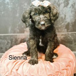Sienna - Chocolate female Goldendoodle puppy in Pasco, Washington from Camp Doodle Woods