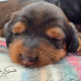 Maroon Collar ON HOLD - Red female Dachshund puppy in Zebulon, North Carolina from Salt of the Earth Dachshunds