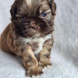 Grinch - Liver male Shih Tzu puppy in Jenks, Oklahoma from Northstar Shih Tzu