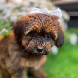 Harlow - Chocolate sable female Havapoo puppy in Loveland, Colorado from Littledoodles2love