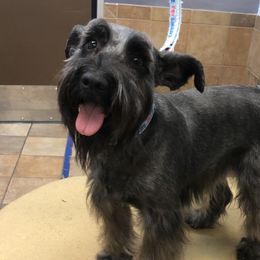 Ebony - Miniature Schnauzer