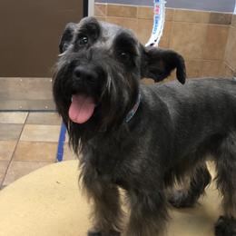 Ebony - Miniature Schnauzer