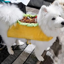 Samoyed Puppies from Hill Country Samoyeds